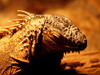 Lizzard