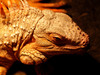 Lizzard