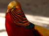 Golden Pheasant