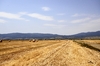 Golden Fields
