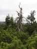 Mountain Pines