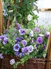 Violet power