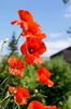 poppies