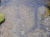 Mountain stream