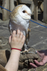 Barn owl