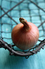 Shallot