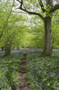 Forest flowers