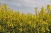 Rapeseed