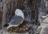 Kittiwake 1