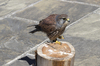 Kestrel