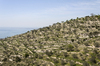 Hillside terraces