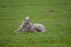 A sheep enjoy