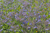 Wild borage flowers