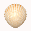Shell 1