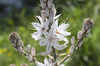 Asphodel flowers