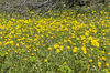Wild flowers