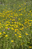 Wild flowers