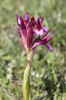 Pink orchid