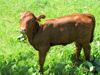 red calf