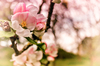 Apple Blossom
