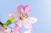 Soft apple blossom