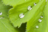Water drops on a  leaf