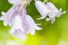 Small bell flowers