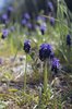 Wild grape hyacinths