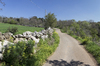 Rural lane