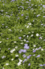 Woodland flowers