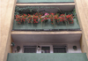 Balcony geraniums