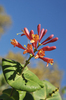 Red Flower