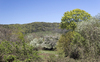 Trees in spring