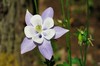 blue columbine