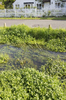 Village stream