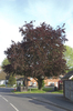 Village tree