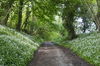 Wild garlic woodland