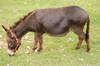 Donkey