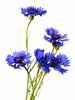Cornflowers