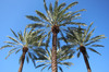 Palm Tree