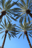 Palm Tree
