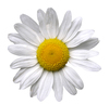 A flower