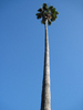 Palm