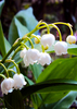 Lily of the valley