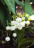 Lily of the valley