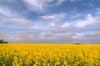 Oil seed field - HDR