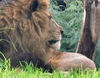 lion watch1