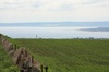 Field Vista