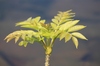 Sprig of young leaves