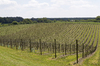 English vineyard